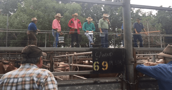 Cattle Auctions Coming Up?